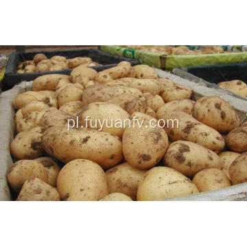świeże ziemniaki na eksport